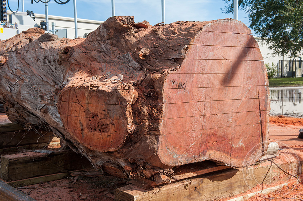 eucalyptus lumber milling